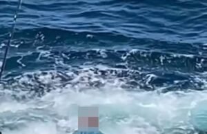 Por qué las imágenes de este pescador manipulando un tiburón en las rocas han provocado indignación