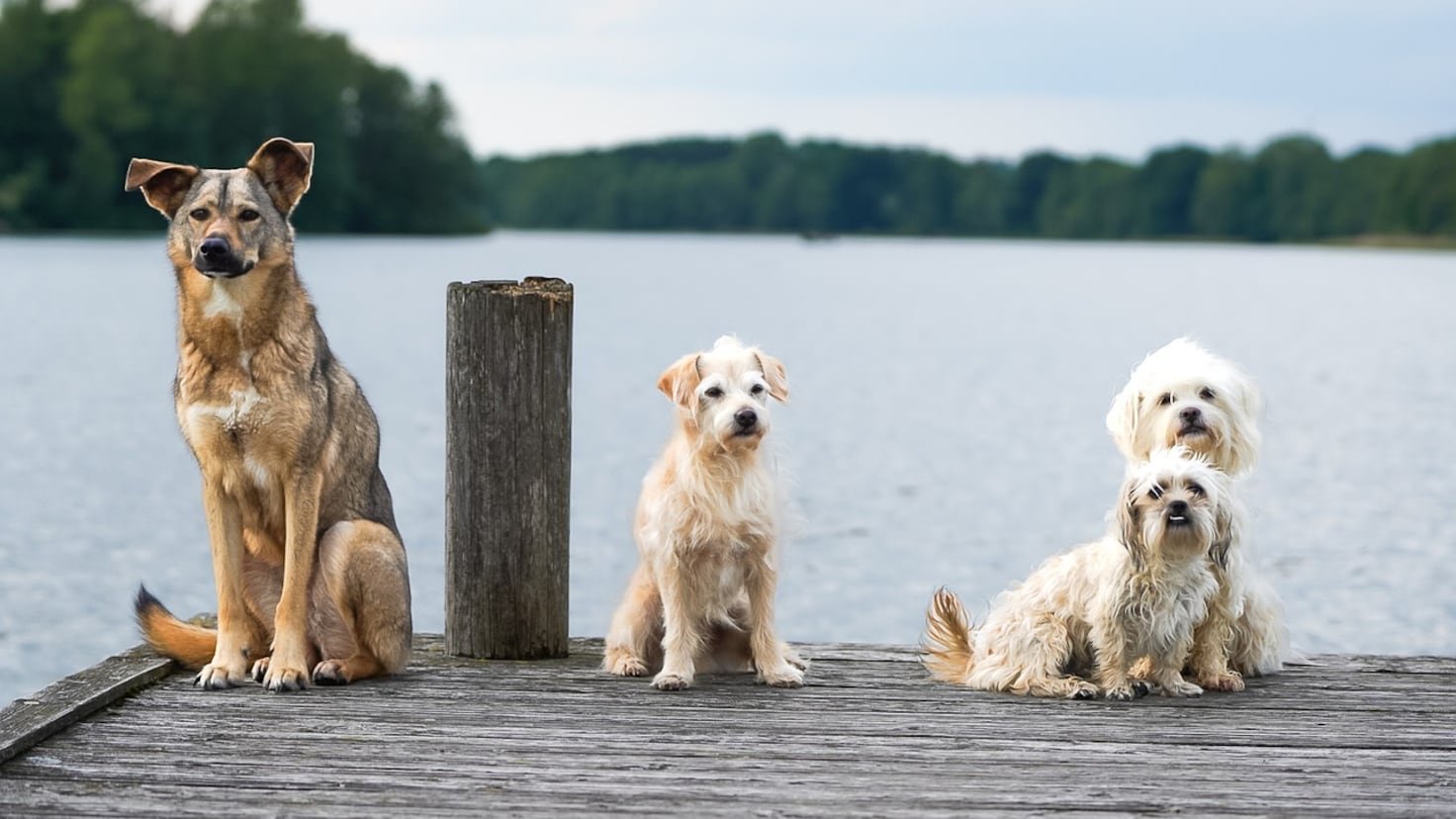 cual es el nombre de perro mas popular