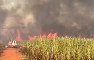 Daño, inicio y resistencia: después de 1 año de ondas de fuego, como SP contiene productores de caña de azúcar