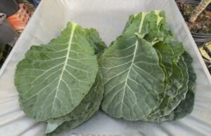 Aprenda sobre un jardín de repollo dentro del reloj y el invernadero