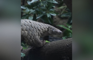 Raramente Sunda Pangolin rescatado por Mandai Wildlife Reserve hace 7 años de enfermedades de la piel