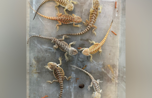 Proveedores de dragón barbudos Para mantener reptiles extranjeros, ha multado $ 2,000 por vender en telegrama