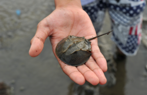Ingeniería genética y conservación del espíritu de conservación