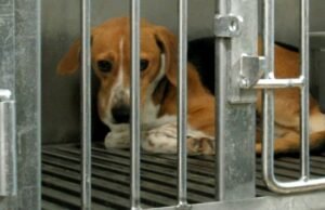 El gobierno federal toma nuevas estrategias para reducir las pruebas de animales