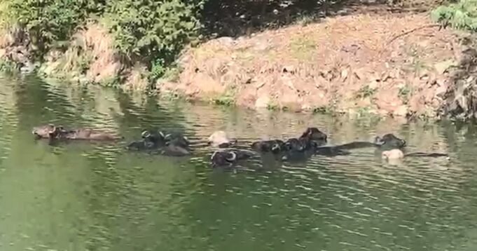 bufalos-nadam-no-rio-pinheiros.jpeg