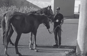El joven que desaparece mientras busca un caballo en MG