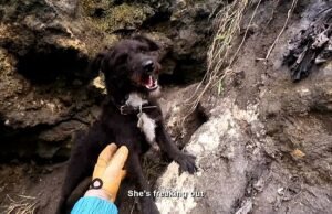Momento dramático El lanzamiento de la guardia costera de rescate de rescate para salvar a Dog, que se cayó del acantilado de 300 pies en la repisa estrecha