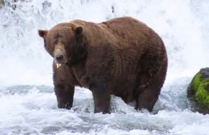 La bestia masiva de 1.200 libras con la mandíbula rota es el ganador de la Semana del Oso Coronado