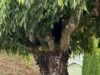 La ilusión óptica del árbol perturba tu mente: puedes ver la ardilla pero ¿puedes detectar al gato en 30 segundos?