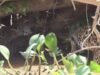 Video: Jaguares participan en ‘tira y afloja’ de anaconda en Pantanal, MT