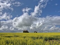 Sask. Los chinos buscan diversificar el mercado de exportación de canola a medida que los aranceles estadounidenses afectan