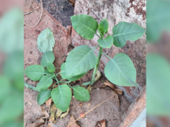 Técnico agrícola pidió ayuda en carretera tras comer planta venenosa