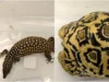 Tortugas leopardo y lagartos monitores de cola espinosa entre los animales incautados en redadas de comercio ilegal de vida silvestre