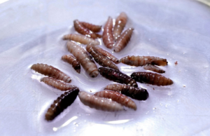 México confirmó el nuevo caso de inauguración en el estado de la frontera norte Navo Leone