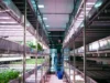 El futuro de la agricultura vertical sigue siendo brillante
