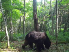 El cuerpo de una mujer fue encontrado en una montaña del noreste de Japón; Se sospecha ataque de oso