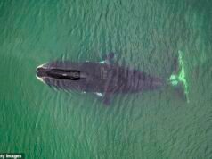 Cómo las ballenas podrían guardar el secreto para que los humanos vivan MUCHO más tiempo mientras los científicos descubren cómo los mamíferos más longevos reparan su propio ADN