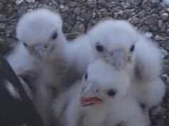 Los dulces polluelos de halcón peregrino que deleitaron a miles de amantes de las aves en una transmisión en vivo fueron ENVENENADOS apenas unas semanas después de que alguien pisoteara un huevo