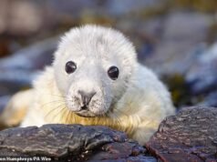 ¡Es temporada de crías! Mira las dulces crías de foca disfrutando de la arena con sus madres