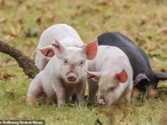 La furia de los aldeanos por los ‘cerditos turistas’ que acosan a los cerdos de New Forest para que se tomen selfies y les gusten en las redes sociales