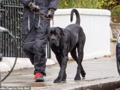 La sorprendente verdad sobre el mastín gigante que luchó contra el hijo de la Reina mientras atacaba salvajemente a su Jack Russell Maud