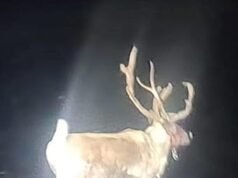 Emergencia declarada en una ciudad costera después de que un reno se escapara de un evento navideño, lo que provocó un gran rescate