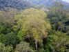 El Parque Estatal Árbol Gigante del Amazonas ha avanzado a una nueva etapa de implementación