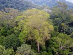 El Parque Estatal Árbol Gigante del Amazonas ha avanzado a una nueva etapa de implementación