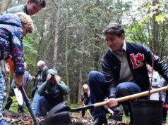 Los liberales eliminan el objetivo de 2.000 millones de árboles como parte del presupuesto: fuentes