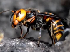 Padre e hijo mueren tras ser picados más de 100 veces por avispones asesinos en Laos