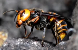 Padre e hijo mueren tras ser picados más de 100 veces por avispones asesinos en Laos