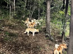 Un perro feroz deambulando por el campus ha desatado el pánico en la Universidad Nacional de Seúl