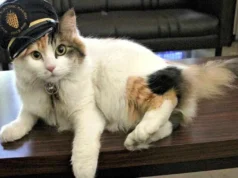 Muere el querido gato jefe de estación de Japón