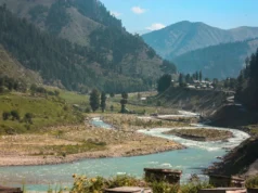 Cuatro heridos graves tras el ataque de un oso grizzly a escolares canadienses