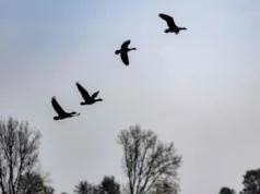 En Inglaterra se impone el alojamiento obligatorio para las aves debido a la propagación de la gripe aviar