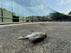 ‘Invisible pero mortal’: un movimiento liderado por estudiantes para arreglar el galardonado edificio de matanza de aves de NTU
