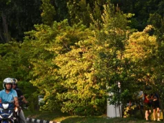 De Vanuatu a Australia y luego a Yishun: las plantas amarillas dan color al otoño en Singapur durante todo el año