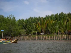 Conservación de los bosques tropicales: por qué es importante el liderazgo empresarial