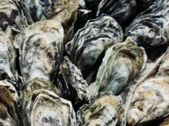 Las muertes masivas de ostras en la prefectura japonesa de Hiroshima impulsan una investigación del gobierno