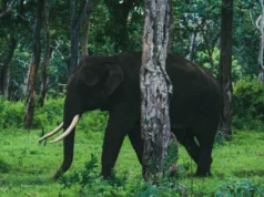 Niña (8) muerta por ataque de elefante salvaje en Sumatra