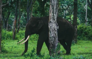 Niña (8) muerta por ataque de elefante salvaje en Sumatra