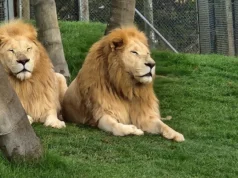 Parque de vida silvestre de Nueva Zelanda en problemas después de la muerte de siete leones