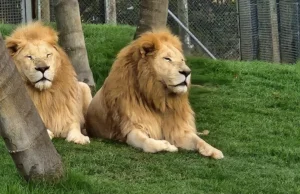 Parque de vida silvestre de Nueva Zelanda en problemas después de la muerte de siete leones