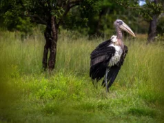 Camboya libera una rara cigüeña criada en cautiverio en un avance en materia de conservación