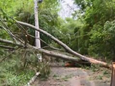Vídeo: Fuertes lluvias arrancan 300 árboles y dejan sin electricidad a habitantes de una localidad del interior de SP
