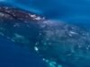 Ballena centenaria revela secreto para prolongar la vida humana