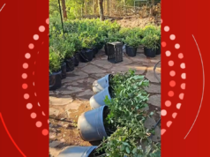 Las plántulas de arándanos y frambuesas del empresario viajero son destruidas después de visitar el monte.