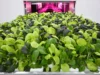 La granja vertical S’pore Growy finaliza tras su lanzamiento oficial en noviembre de 2024