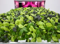 La granja vertical S’pore Growy finaliza tras su lanzamiento oficial en noviembre de 2024