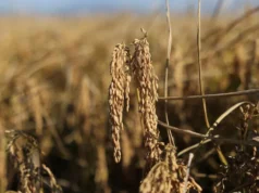 Filipinas ha establecido reglas para cambiar los derechos de importación de arroz